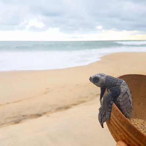 Turtles - Puerto Escondido