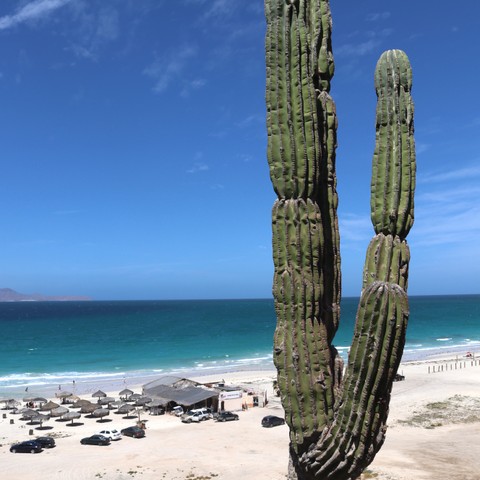 Cactus in Baja California